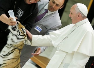 Тигренок попытался укусить Папу Франциска Понтифику не с первой попытки, но удалось погладить тигренка