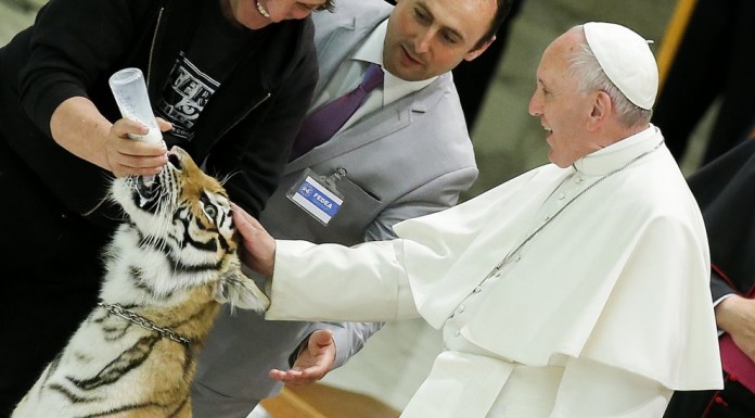 Тигренок попытался укусить Папу Франциска Понтифику не с первой попытки, но удалось погладить тигренка