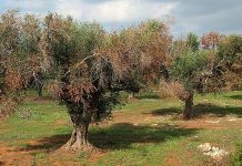 Италия может лишиться своих оливковых деревьев Италия может лишиться своих оливковых деревьев
