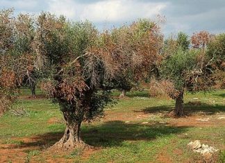 Италия может лишиться своих оливковых деревьев Италия может лишиться своих оливковых деревьев