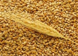 Украина в увеличила экспорт зерна в Италию Украина в увеличила экспорт зерна в Италию