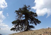 Ученые определили старейшее дерево Европы сосна