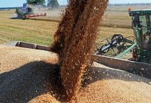 Прирастая Африкой: пшеница из России завоевала Черный континент урожай зерновых