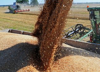 РФ на фоне санкций вывезла за границу рекордные 59,3 млн тонн зерна урожай зерновых