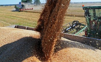 Многовато будет: рекордный российский урожай зерна планируют сокращать урожай зерновых