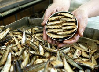 Дуэль на шпротах шпроты