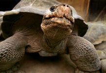 Любвеобильный самец галапагосской черепахи в одиночку спас свой вид от вымирания черепаха