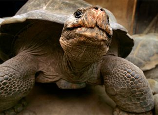 Любвеобильный самец галапагосской черепахи в одиночку спас свой вид от вымирания черепаха