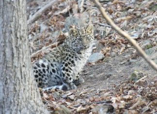 В нацпарке на Дальнем Востоке пополнение – 10 милых котят леопарда котенок леопарда