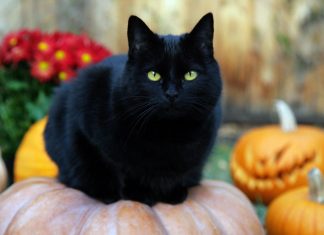 День защиты черных котов в Италии gatto nero