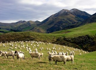 Названа самая процветающая страна в мире Новая-Зеландия
