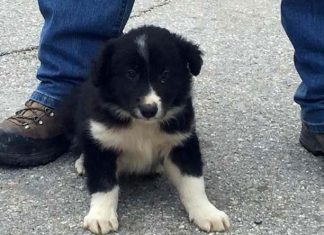 Спасенный во время землетрясения в Италии щенок сам станет спасателем щенок