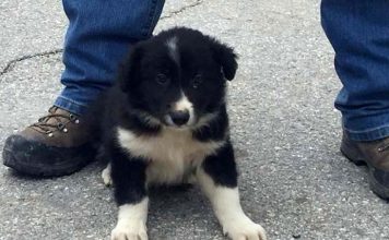 Спасенный во время землетрясения в Италии щенок сам станет спасателем щенок