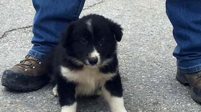Спасенный во время землетрясения в Италии щенок сам станет спасателем щенок