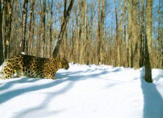 Экологи назвали самку леопарда Алексу “сенсацией 2016 года” Алекса