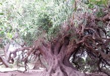 Самым старым в Италии признано оливковое дерево возрастом в четыре тысячи лет