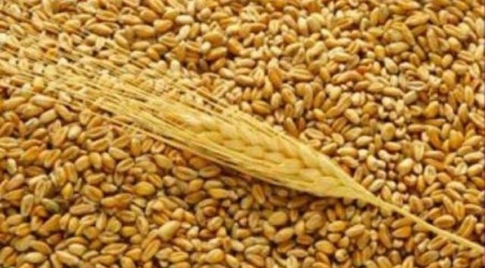 Россия сохранила мировое лидерство по экспорту пшеницы