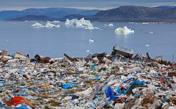 У морских птиц выявлено новое заболевание, вызываемое пластиковым мусором