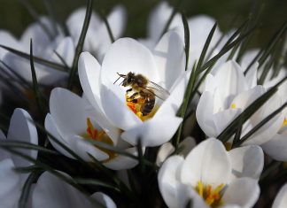 Гибель пчел затронула 30 регионов России