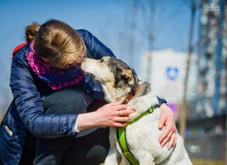 В Италии ужесточили наказание за насилие над животными