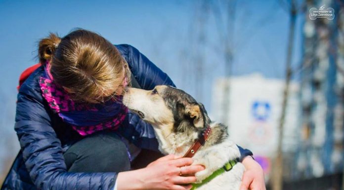 В Италии ужесточили наказание за насилие над животными