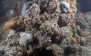У побережья Италии обнаружили уникальный коралловый риф