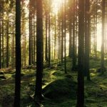 Евросоюз согласовал законопроект о расширении площади лесов для уменьшения выбросов CO2