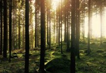 Европа ищет утерянную из-за санкций древесину