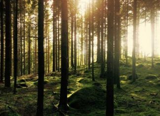 Европа ищет утерянную из-за санкций древесину