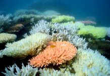 Коралловым рифам грозит массовое вымирание