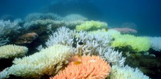 Ученые заявили об ухудшении состояния Большого Барьерного рифа