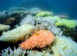 Коралловым рифам грозит массовое вымирание
