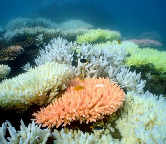 Коралловым рифам грозит массовое вымирание