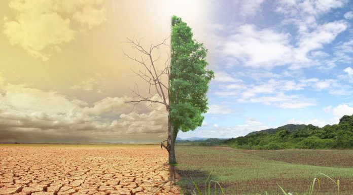 ООН призывает есть меньше мяса для борьбы с глобальным потеплением