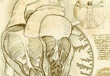 Смысл рисунка Леонардо да Винчи ученые разгадали спустя 500 лет