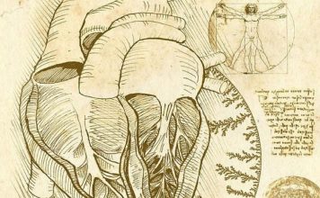 Смысл рисунка Леонардо да Винчи ученые разгадали спустя 500 лет