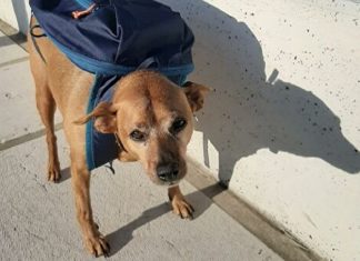 В Италии собаку наградили за помощь во время пандемии