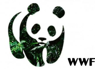 WWF сообщил о сокращении за 50 лет популяции животных в мире на 68%
