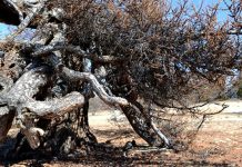 777-летнюю лиственницу на острове Байкала признали старейшим деревом России