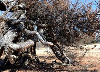 777-летнюю лиственницу на острове Байкала признали старейшим деревом России