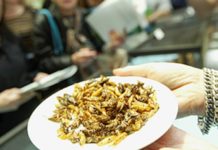 В ЕС официально внесли червей и жуков в перечень пищевых продуктов