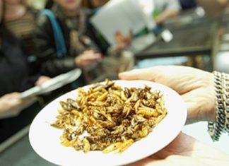 В ЕС официально внесли червей и жуков в перечень пищевых продуктов