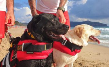 В Италии собаки-спасатели оказали помощь 14 тонувшим в море отдыхающим