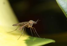 Bloomberg: изменение климата усиливает распространение опасных заболеваний