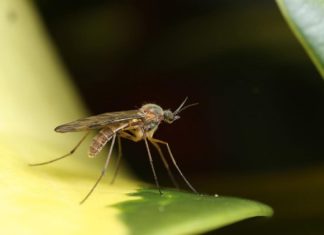 Bloomberg: изменение климата усиливает распространение опасных заболеваний