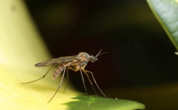 Bloomberg: изменение климата усиливает распространение опасных заболеваний