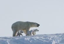 В Гренландии найдена субпопуляция белых медведей, способных выживать без морского льда