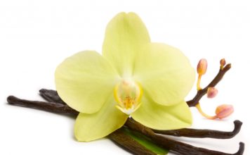 Current Biology: ученые выявили самые любимые ароматы в мире