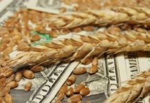 В октябре экспорт зерновых с Украины рухнул вдвое