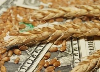 В октябре экспорт зерновых с Украины рухнул вдвое